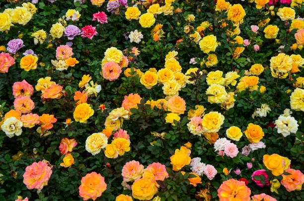 istock Rose flower in the garden. 1010598896