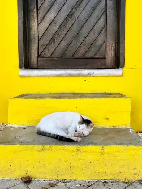 Sleeping cat on Yellow Stoop, Isla Mujeres, Mexico