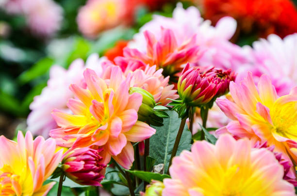 istock Dahlia pinnate flower 1010601730