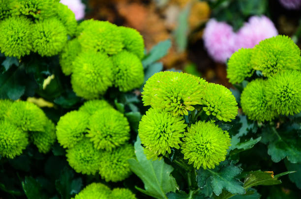 istock Chrysanthemum flower in the garden. 1010605176