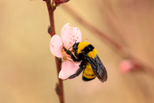 istock Bumble bee in peach flower 1010605194
