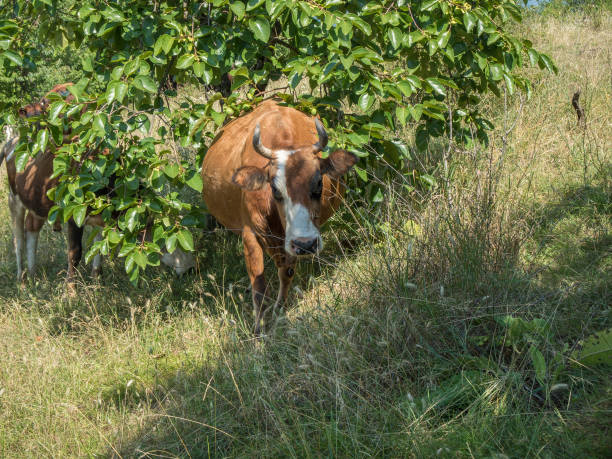 istock Cows sip on the green glade 1010605298