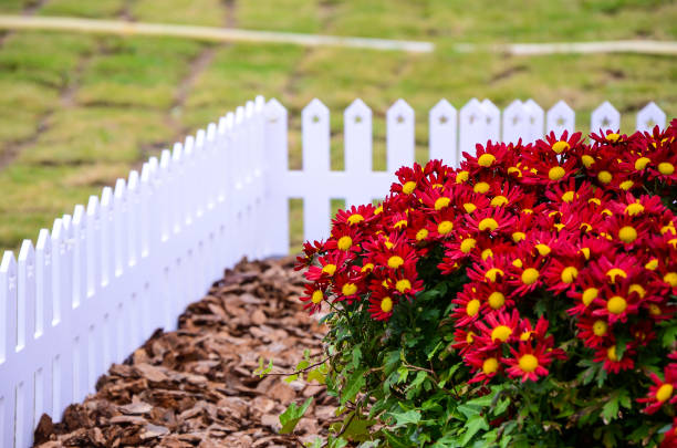 istock Cineraria flower in the garden. 1010605916