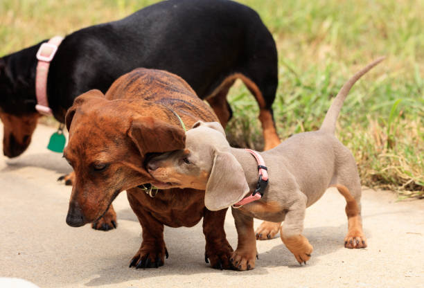 istock Dachshund dogs at play 1010607002