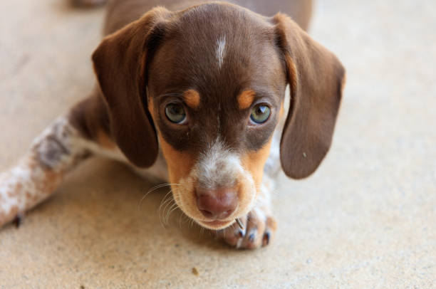 istock Dachshund dogs at play 1010609256