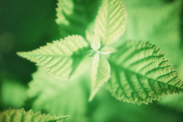 istock Close up of green leaves 1010613532