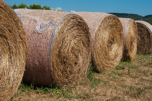 Circular hay bales wrapped in the plastic net in the middle of the field
