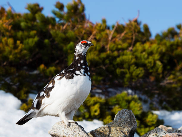istock Rock ptarmigan male 1010614560