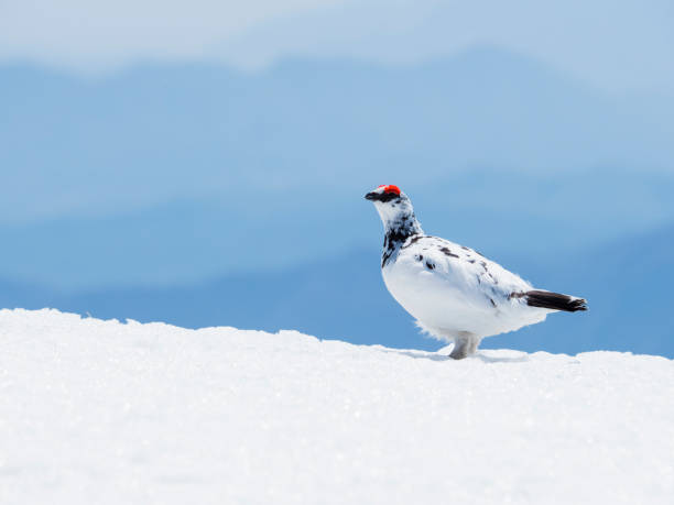 istock Rock ptarmigan male 1010614562