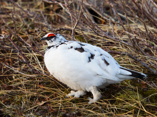 istock Rock ptarmigan male 1010614598