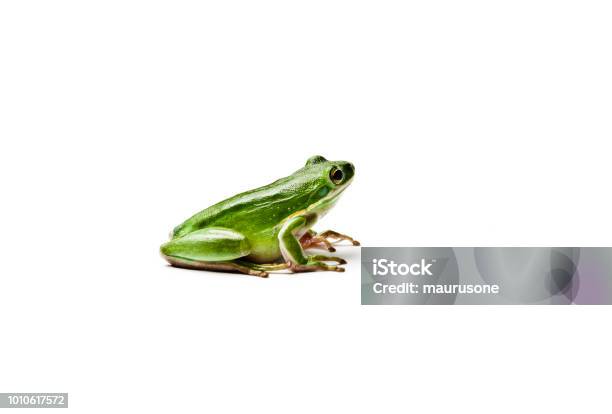 Photo libre de droit de Mouiller La Rainette Verte Américaine Isolé Sur Fond Blanc Hyla Cinerea banque d'images et plus d'images libres de droit de Grenouille