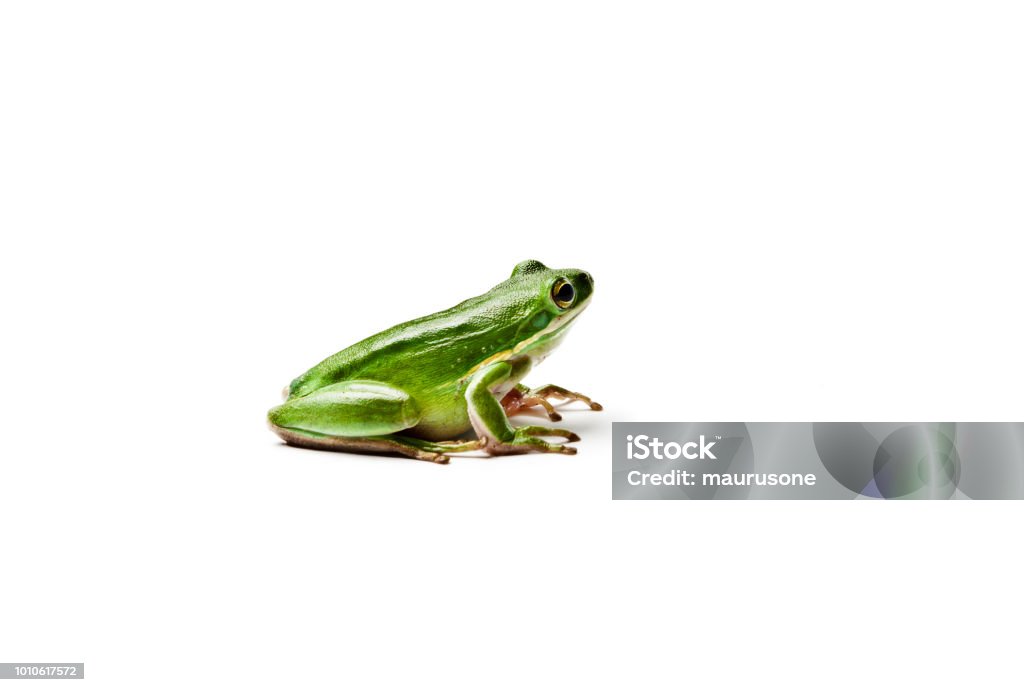 Wet american green tree frog isolated on white background. Hyla cinerea. Frog Stock Photo