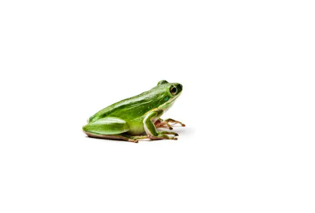 Photo of Wet american green tree frog isolated on white background. Hyla cinerea.