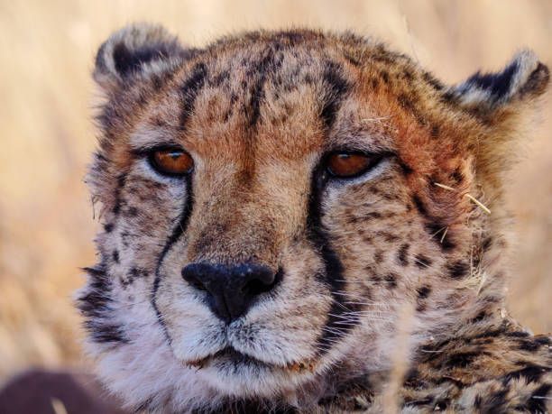 istock Close up of cheetah 1010617716