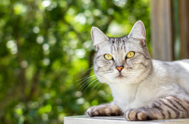 istock Gray striped cat lying on green leaves bokeh blurred background 1010618364