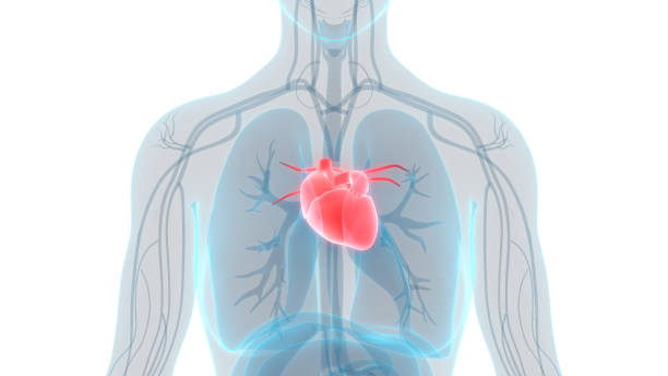 휴머니즘 심장 해부 구조 - human lung 뉴스 사진 이미지