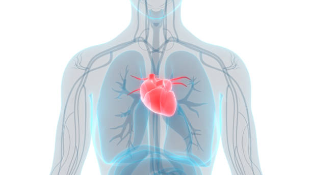 istock Human Heart Anatomy 1010624306