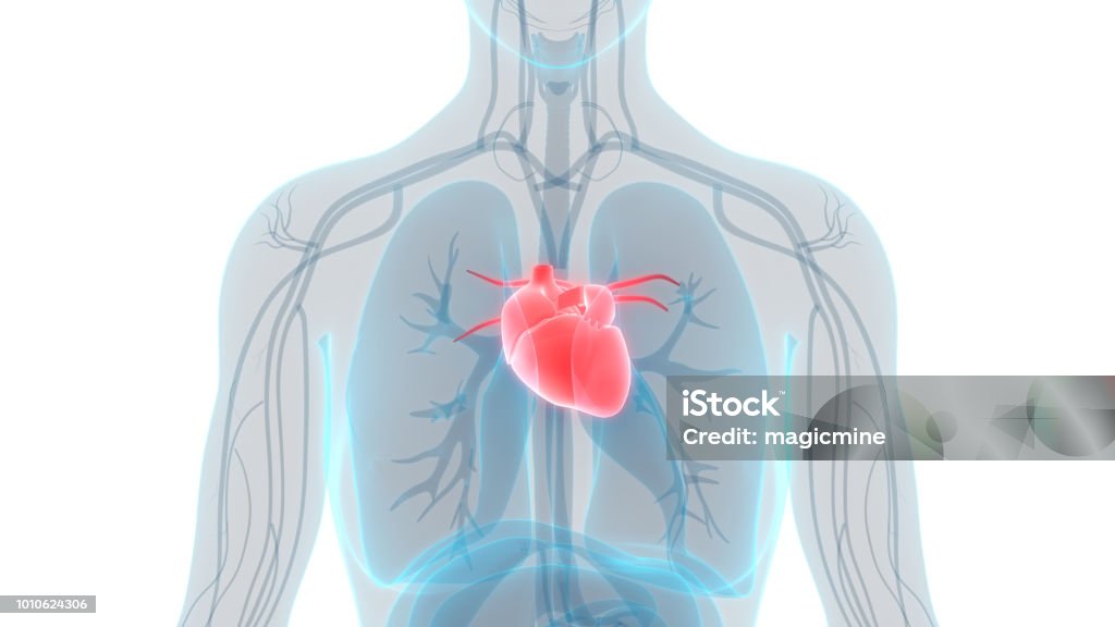 Human Heart Anatomy 3D Illustration of Human Heart Anatomy Heart - Internal Organ Stock Photo