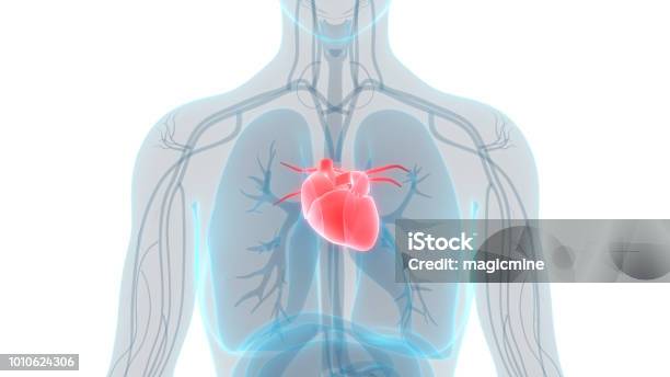 Human Heart Anatomy Stock Photo - Download Image Now - Heart - Internal Organ, Heart Shape, Lung