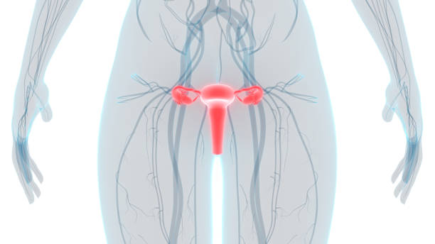 여성 생식 해부학 - vagina uterus human fertility x ray image 뉴스 사진 이미지