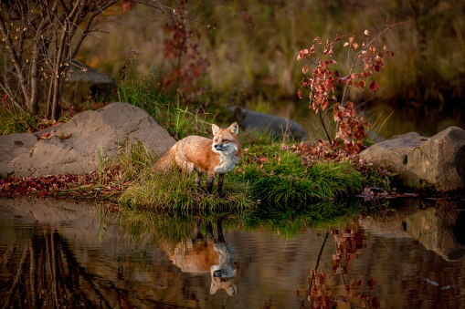 fox in the wild