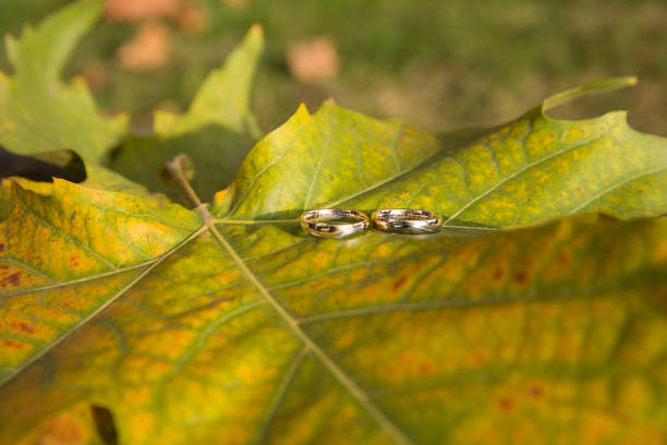 Shining Wedding Rings on Tree Leaf in Autumn
