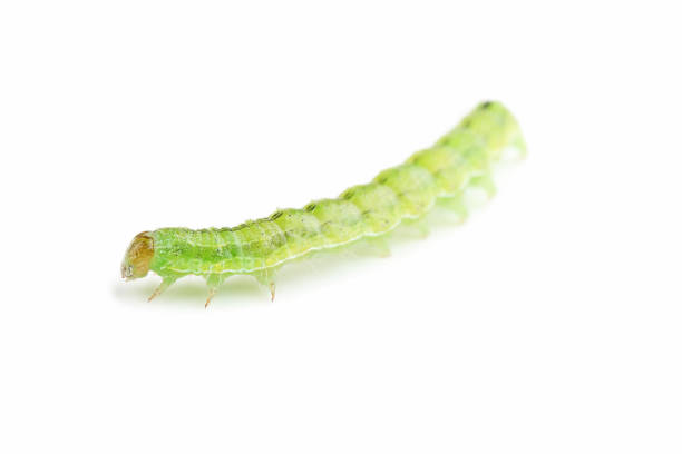 istock Green caterpillar isolated on white background 1010629970