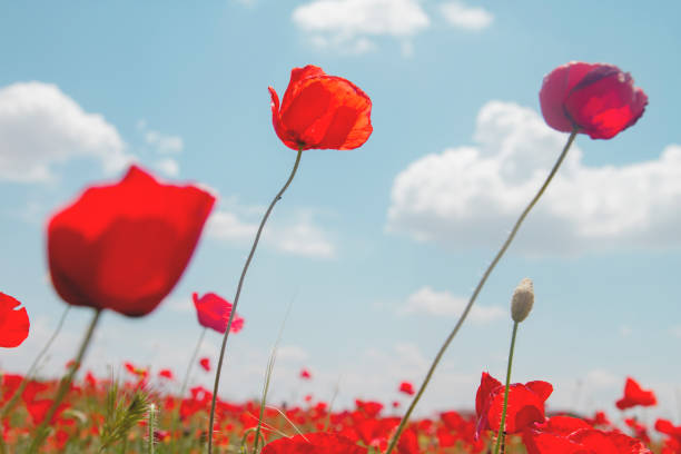 istock Red wild poppies in the wind 1010630114
