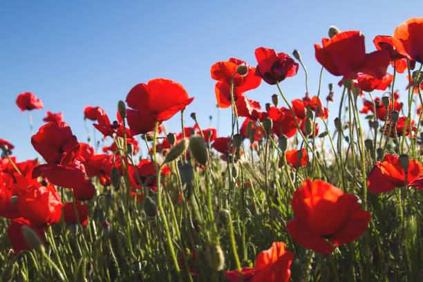 istock Red popiies flowers, green grass and blue sky 1010630130