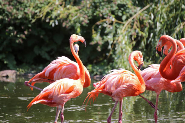 istock Flamingos (Phoenicopteridae) in the wild 1010631272
