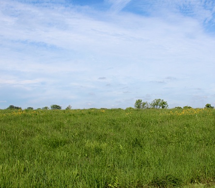 The tall grass field and the wildflowers in the countryside on a bright sunny day