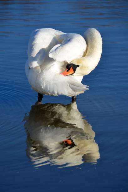 istock Swan reflection figure on the water 1010631396