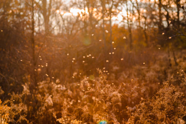 istock Macro shot of bugs during golden hour 1010631688