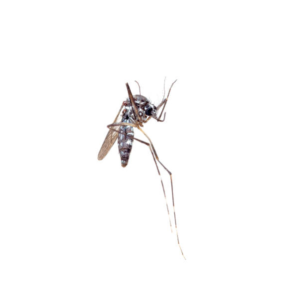 istock Dead Asian Tiger Mosquito, Aedes albopictus, macro on white background. A transmitter of many viral pathogens, including yellow fever virus, dengue fever, and Chikungunya fever. 1010631864