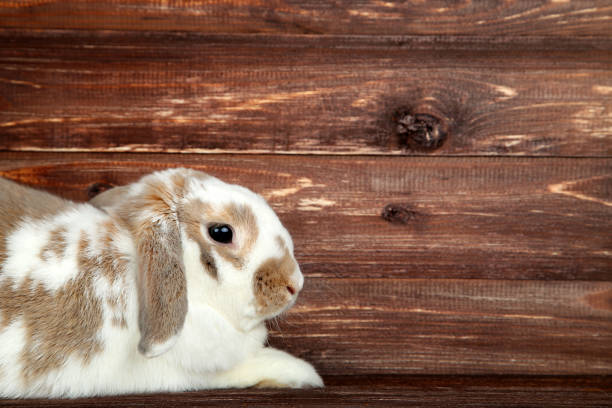 istock Beautiful rabbit on brown wooden table 1010636620