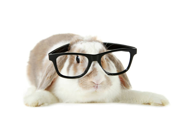 istock Beautiful rabbit with glasses on white background 1010637782