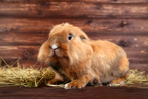 istock Brown beautiful rabbit with hay on wooden background 1010638150