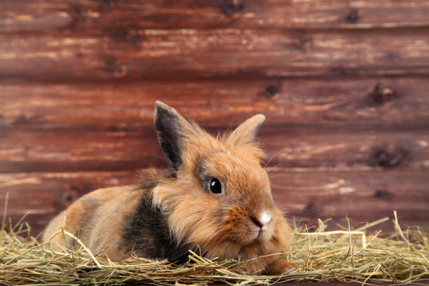 istock Brown beautiful rabbit with hay on wooden background 1010638530