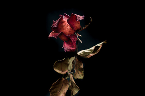 Roses withered on black ground.