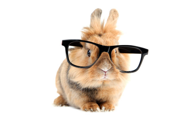 Brown rabbit with black glasses isolated on white background