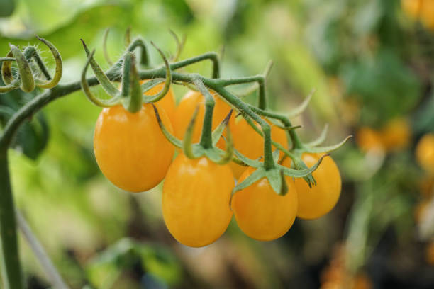 istock Yellow organic tomatoes in garden 1010647614