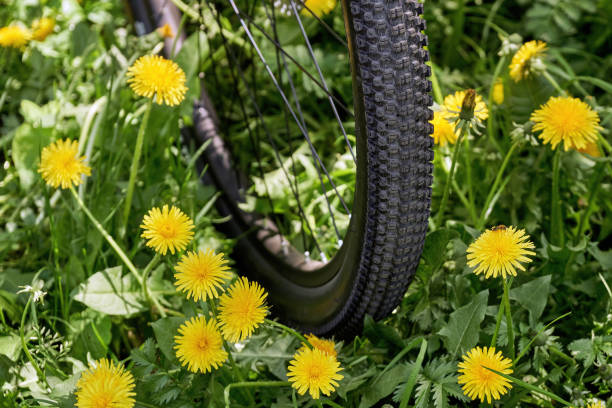 istock Summer trip on a bisysle across a blooming meadow 1010651320