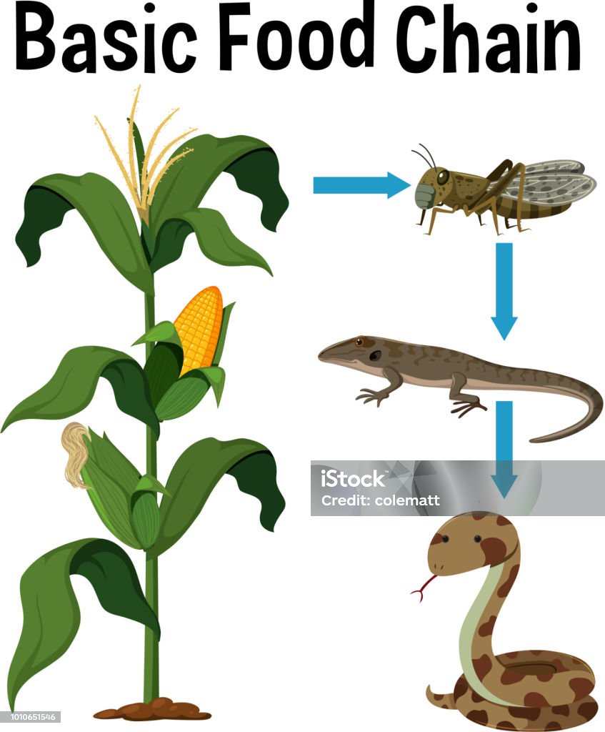 Science Basic Food Chain Science Basic Food Chain illustration Food Chain stock vector