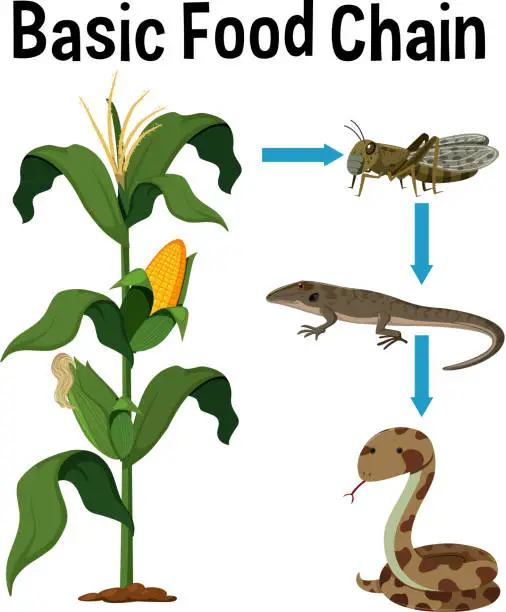 Vector illustration of Science Basic Food Chain