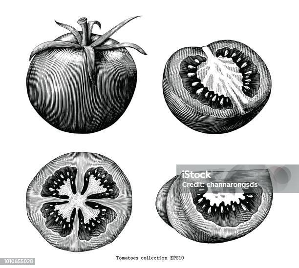 Tomatoes Hand Draw Vintage Clip Art Isolated On White Background Stock Illustration - Download Image Now