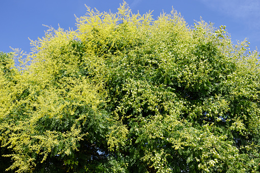 In summer, this tree has yellow flowers that produce these 'Chinese lantern' fruits. Its flowers in summer and its leaves in autumn earn the Pride of India (Koelreuteria paniculata) the title of 'Golden Rain Tree'. These trees were transported to the west from the far east in the 18th century. In this photo, the tree has predominantly golden yellow flowers to the left, and ripening green fruits (lanterns) to the right.