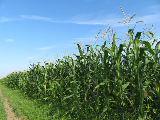 istock Green corn field and blue sky with white clouds 1010658594