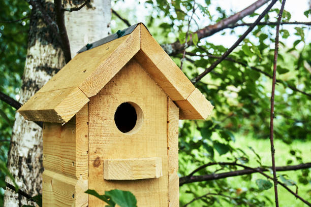 istock Wooden birdhouse on a birch tree in the forest in summer 1010659626