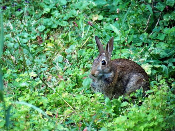 royalty free zdjęcie - peter rabbit - american bunny - pennsylvania cottontail rabbit - hopping into view - słuchanie i oglądanie - backyard visitor z perked up bunny ears - nature photos - hello mister rabbit - furry neighbor przychodzi do odwiedzenia - ears perked zdjęcia i obrazy z banku zdjęć