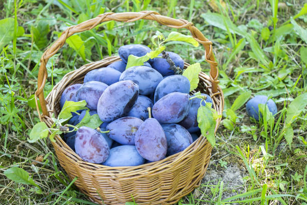 istock Plums in the wooden basket on green grass 1010660330